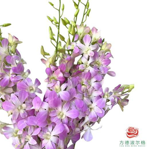 洋兰-露西紫 10枝一扎 商品图0