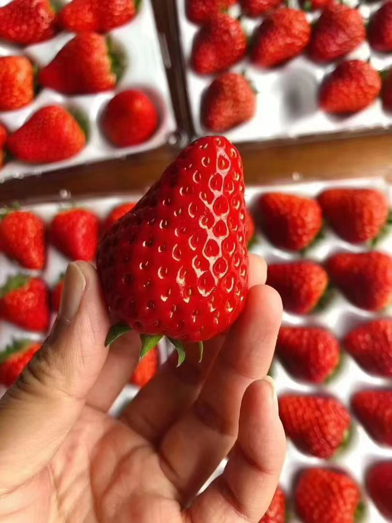 第7年＃有机基地丹东红颜久久，国内仅有的出口有机种植基地，新加坡同步上架，色泽艳丽，口感清甜，草莓味浓郁，优秀的草莓