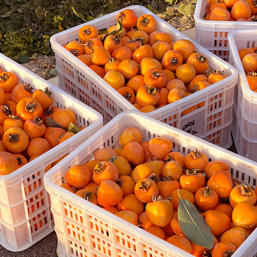 物本源 半干流心冰柿 霜降后采摘 软糯甜香 顺丰冷链发货 商品图3