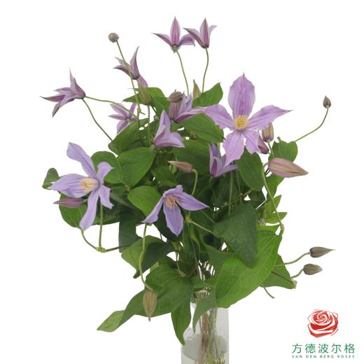 铁线莲 星河 商品图0