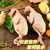 秋冬温补甄选！生态散养乳鸽350g±50g/只 无激素  1鸽胜9鸡  顺丰冷链 商品缩略图5