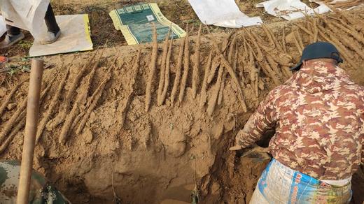 今年新挖的❗️8W2254农户自产自销-无公害小白嘴现挖山药 商品图13