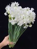 荷兰进口水仙1扎10支 商品缩略图1