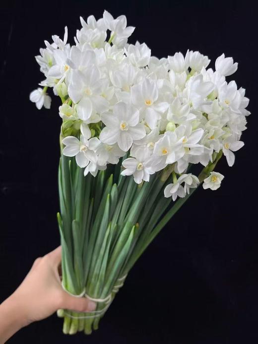 荷兰进口水仙1扎10支 商品图1