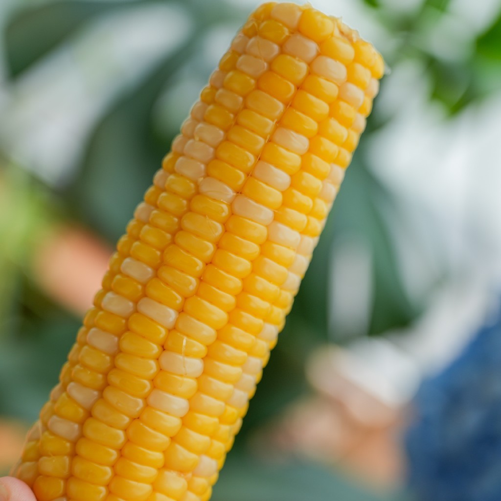 金苞贝有机玉米