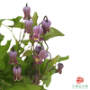 铁线莲 苏菲 10枝一扎 商品缩略图1