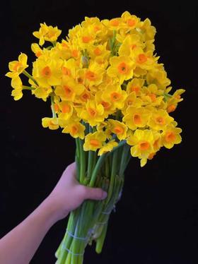 荷兰进口水仙1扎10支