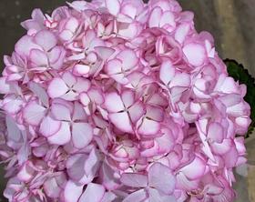 绣球 | 绣球碎花裙