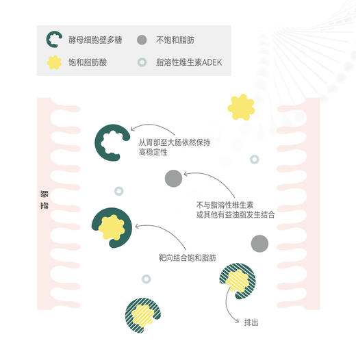 【8-17岁】WUKALAB呜咔实验室SoleFriend 儿童青少年成长科学管理 酸甜西柚味 商品图1