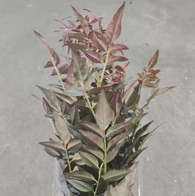 叶材 | 红色九星叶