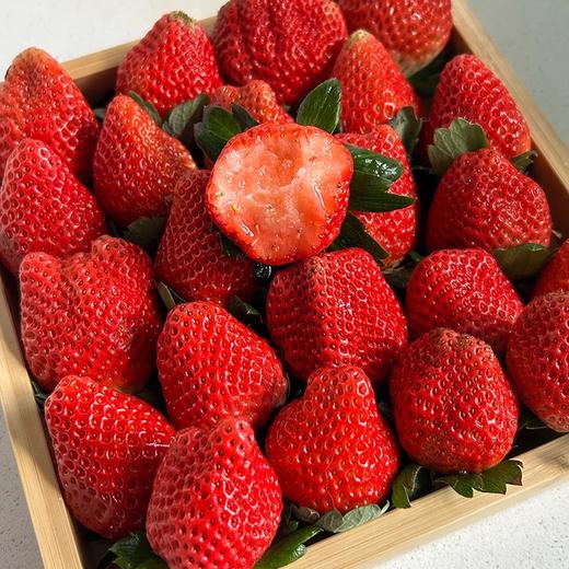 头茬云南牛奶草莓 商品图1