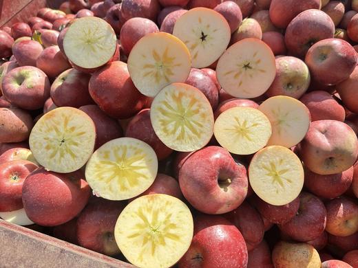 【仅卖30天】大凉山盐源红富士糖心丑苹果   果园直采酥脆可口果味香浓 商品图1