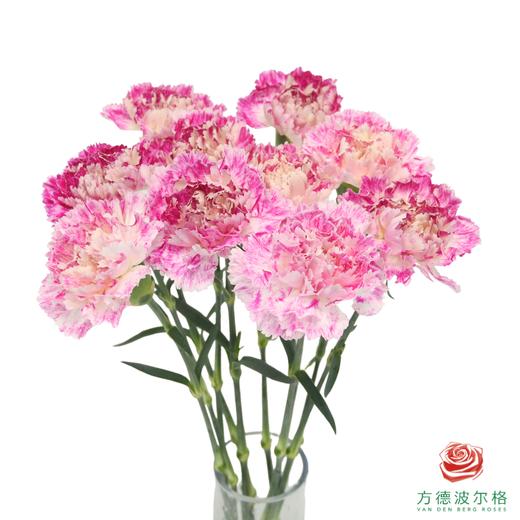 单头康乃馨-芭乐 10枝一扎 商品图3