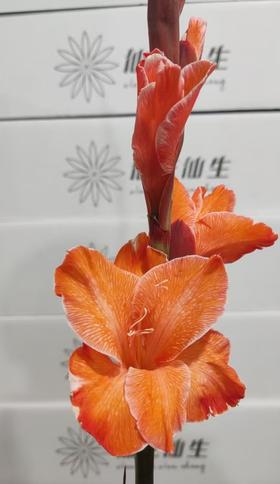 染色剑兰 | 鲑鱼色(上色不一,介意慎拍)