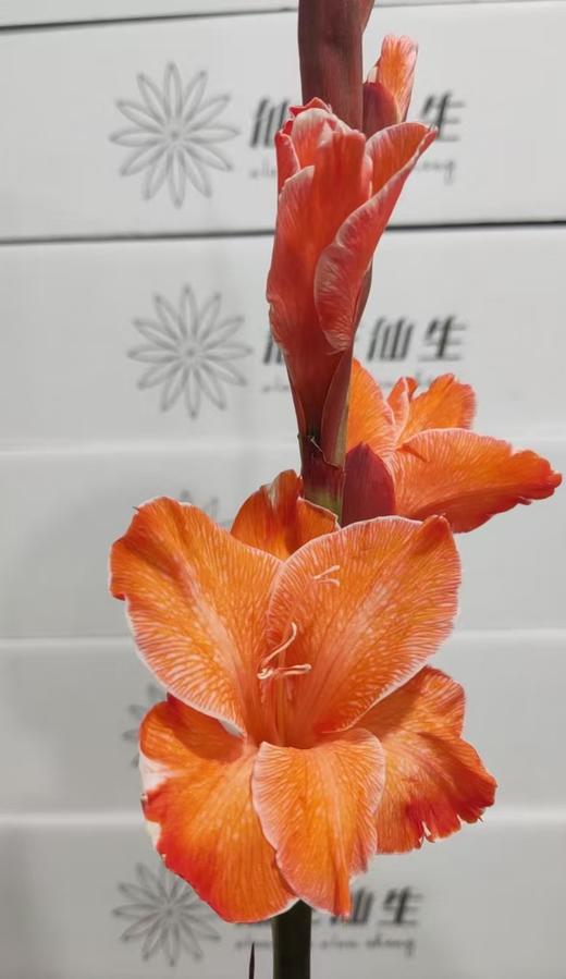 染色剑兰 | 鲑鱼色(上色不一,介意慎拍) 商品图0