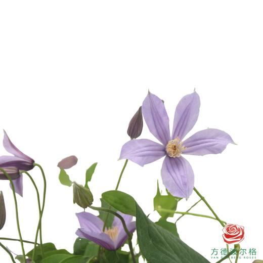 铁线莲 星河 商品图1