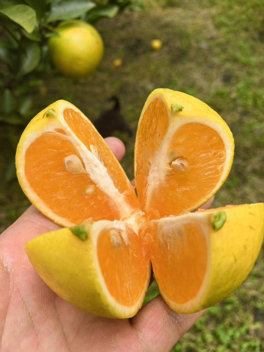 【顺丰包邮】2025生态丑橙来啦， 海南丑橙 • 第九季基地直邮 商品图0