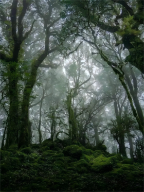 【蜜蜂塘高杆】2024年春茶，非富即贵，一泡难求真正的数百年荒放高杆茶，首发机制拉满！抢2片赠1片！3片赠2片！规格：357克/片