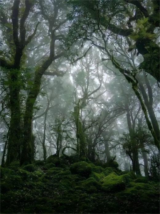 【蜜蜂塘高杆】2024年春茶，非富即贵，一泡难求真正的数百年荒放高杆茶，首发机制拉满！抢2片赠1片！3片赠2片！规格：357克/片 商品图1