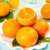 四川爱媛果冻橙 商品缩略图3