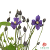 铁线莲 浅紫色 商品缩略图1