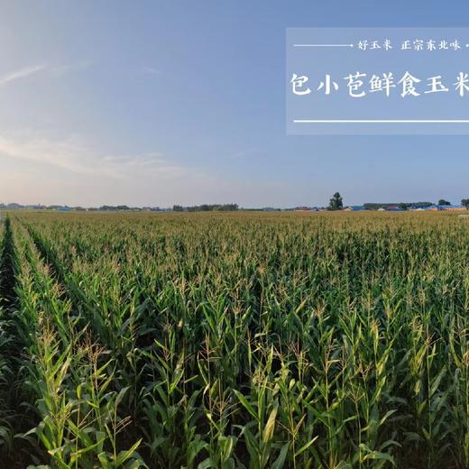 金苞贝有机玉米 商品图4