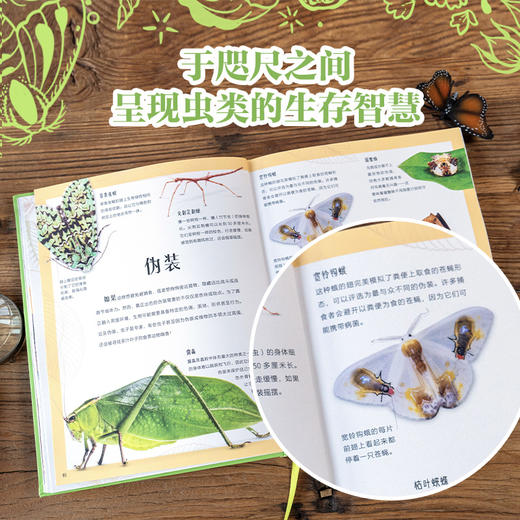 DK超绝非凡的虫类（DK典藏博物馆系列）-分销 商品图2