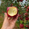 【瑞香红苹果】全程0催熟、不打蜡，不套袋，在干净无污染的环境中长大，个个长得红润，美味多汁，普通苹果大多在十度左右，而瑞香红甚至高达16➕那叫一个甜！丝！丝！完全不酸。 商品缩略图1
