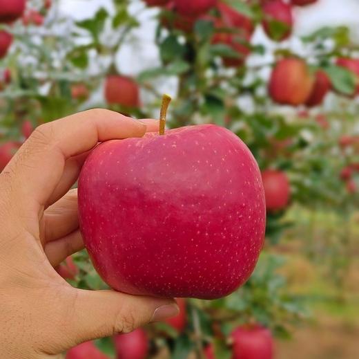 【瑞香红苹果】全程0催熟、不打蜡，不套袋，在干净无污染的环境中长大，个个长得红润，美味多汁，普通苹果大多在十度左右，而瑞香红甚至高达16➕那叫一个甜！丝！丝！完全不酸。 商品图2