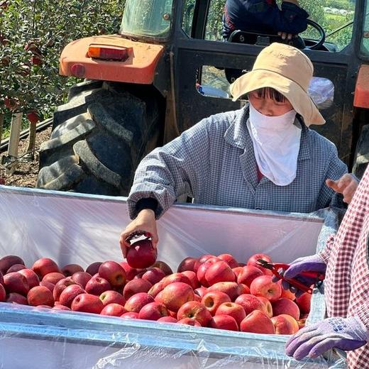 【瑞香红苹果】全程0催熟、不打蜡，不套袋，在干净无污染的环境中长大，个个长得红润，美味多汁，普通苹果大多在十度左右，而瑞香红甚至高达16➕那叫一个甜！丝！丝！完全不酸。 商品图4