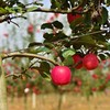 【瑞香红苹果】全程0催熟、不打蜡，不套袋，在干净无污染的环境中长大，个个长得红润，美味多汁，普通苹果大多在十度左右，而瑞香红甚至高达16➕那叫一个甜！丝！丝！完全不酸。 商品缩略图3