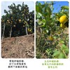 生态赣南脐橙（基地直发-京东包邮）| 5斤装，9斤装，19斤装，来自江西赣州，生产者：喻生胜【合作生产，公平贸易】 商品缩略图12