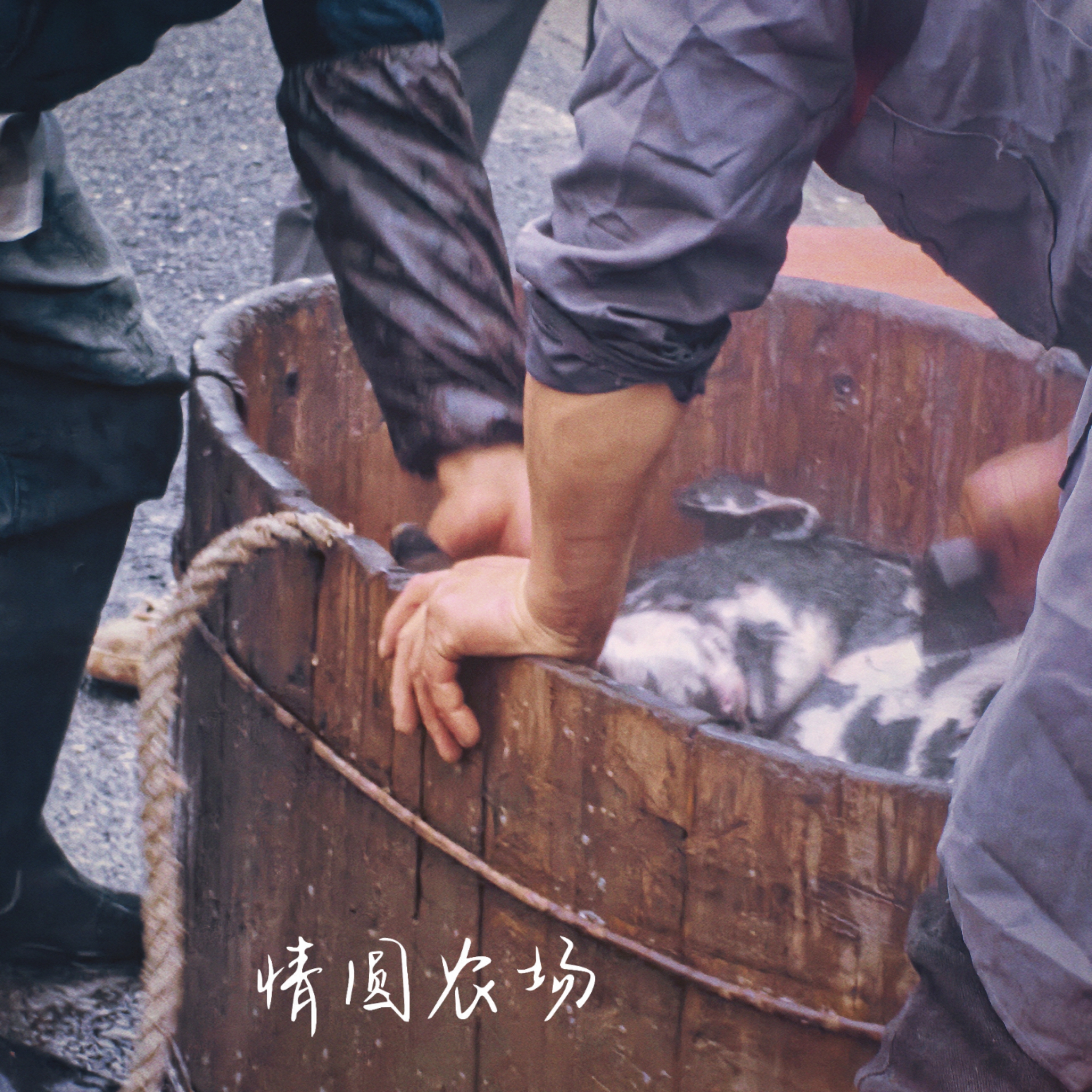 山里养大的黑毛猪肉