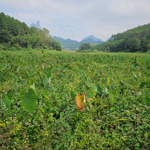 专一有机荔浦芋头 芋见对的人，粉身糯骨地甜 地标产品 商品图6