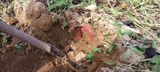 生态红薯，290项检测零农残，干面甜红薯和哈密薯5斤装，因不用农药，可能有少量虫眼，介意慎拍！京东或圆通包邮 // 山西净土生态农场 商品图7