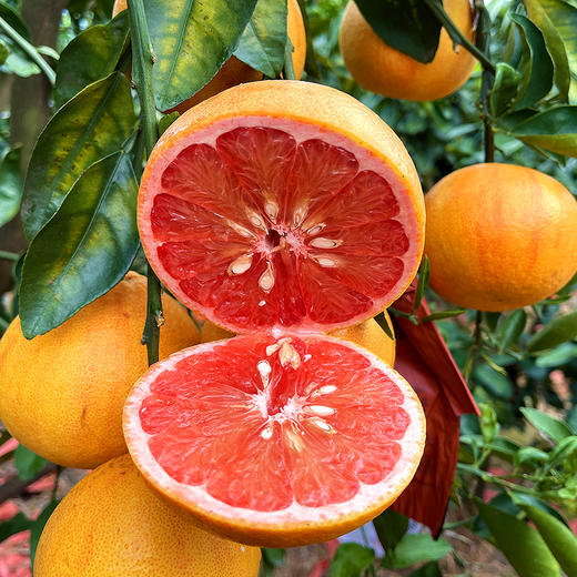 尝鲜福利『福建绯霞宝石柚』国产西柚，清甜无酸，柔嫩爆汁，明媚可人 商品图9