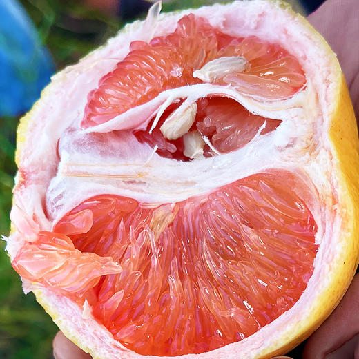 尝鲜福利『福建绯霞宝石柚』国产西柚，清甜无酸，柔嫩爆汁，明媚可人 商品图6