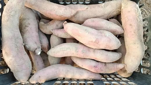 生态红薯，290项检测零农残，干面甜红薯和哈密薯5斤装，因不用农药，可能有少量虫眼，介意慎拍！京东或圆通包邮 // 山西净土生态农场 商品图8