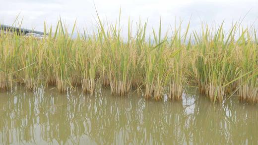 云南石屏稻田蟹 商品图7