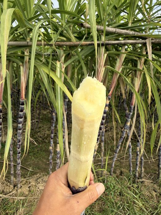 自产/生态甘蔗 商品图2