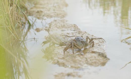 云南石屏稻田蟹 商品图8