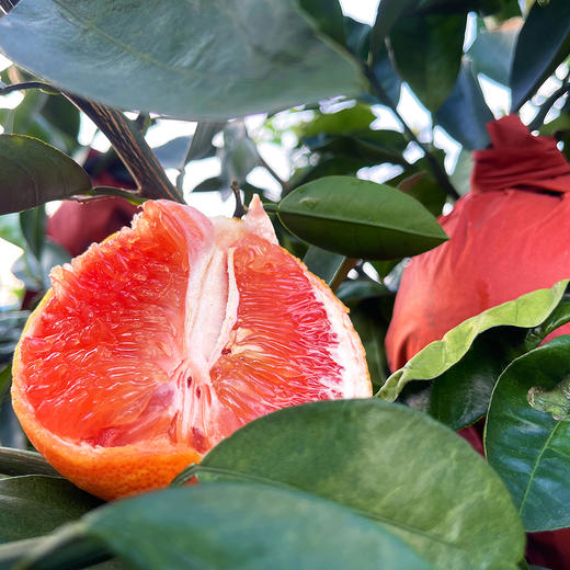 尝鲜福利『福建绯霞宝石柚』国产西柚，清甜无酸，柔嫩爆汁，明媚可人 商品图4