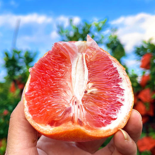 尝鲜福利『福建绯霞宝石柚』国产西柚，清甜无酸，柔嫩爆汁，明媚可人 商品图1