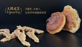 天然灵芝30g