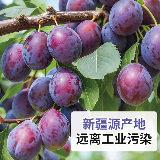 新疆西梅干 500g*2袋 肉厚核小，乌梅乌黑亮泽，水润软糯，酸甜可口不腻口 商品图2