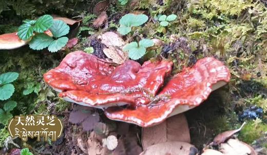 天然灵芝30g 商品图3