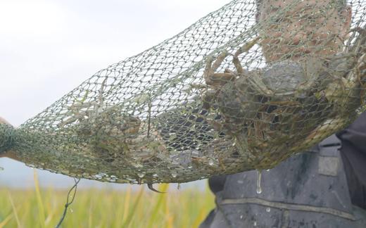 云南石屏稻田蟹 商品图11