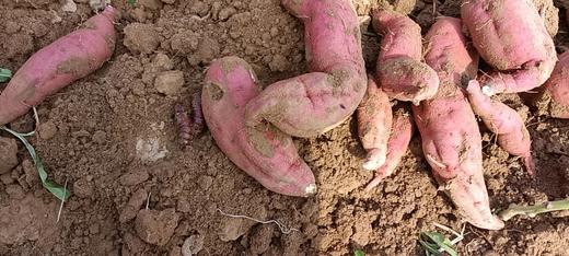 生态红薯，290项检测零农残，干面甜红薯和哈密薯5斤装，因不用农药，可能有少量虫眼，介意慎拍！京东或圆通包邮 // 山西净土生态农场 商品图6