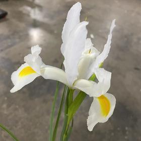 配花 | 鸢尾白玉