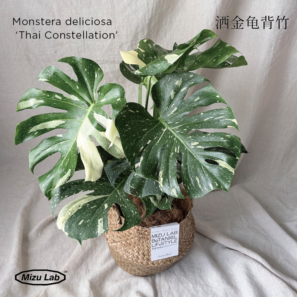 花治特别植物--洒金龟背竹 （北京地区闪送）